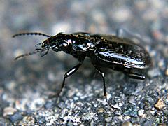 Ground Beetle